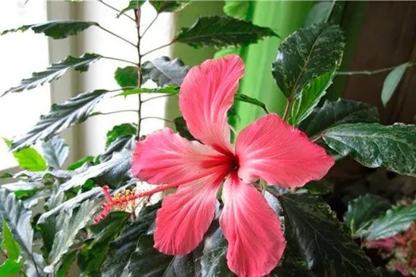 гибискус 2 освещение для гибискуса4