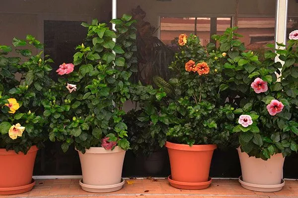 гибискус комнатный освещение для гибискуса6