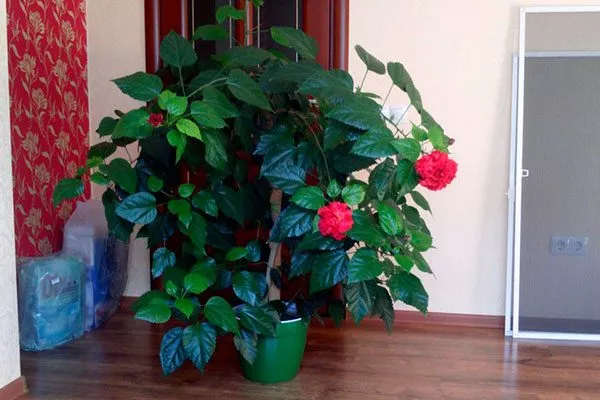 гибискус куст освещение для гибискуса7