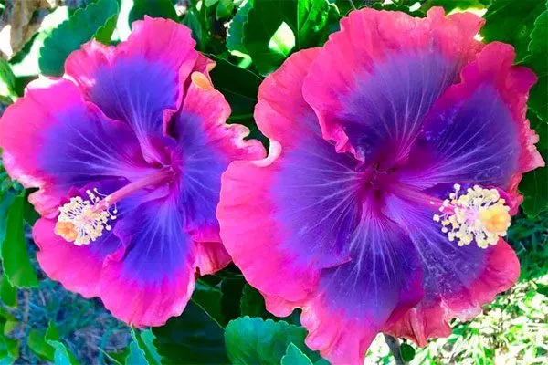 Гибискус место посадки гибискуса1