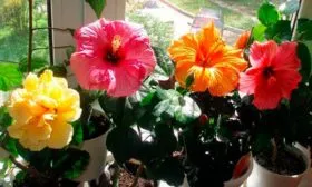 гибискус на окне освещение для гибискуса8