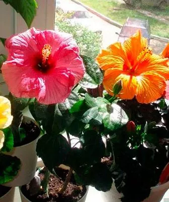 гибискус на окне освещение для гибискуса8