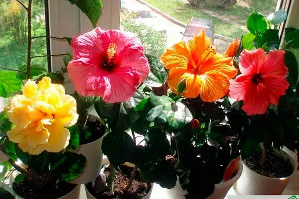 гибискус на окне освещение для гибискуса8