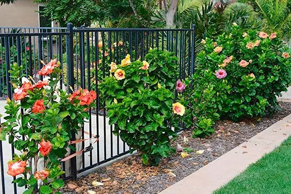 гибискус в сад освещение для гибискуса5