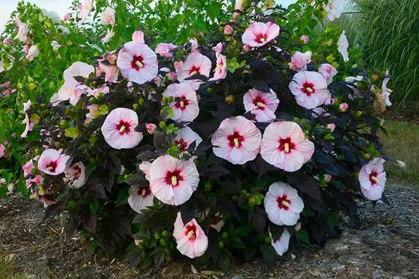 Гибискус1 место посадки гибискуса2