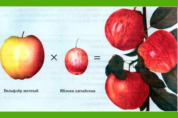 Гибридизация сорта яблони24