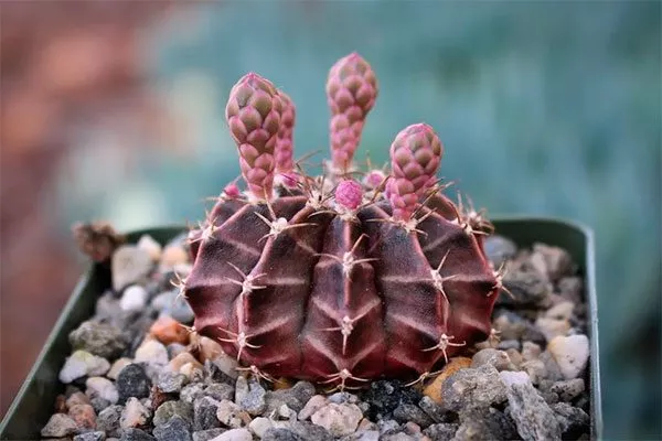 Гимнокалициум (Gymnocalycium) Мини кактусы13