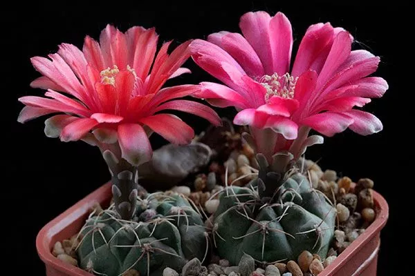 Гимнокалициум (Gymnocalycium) Цветущие сорта кактусов7