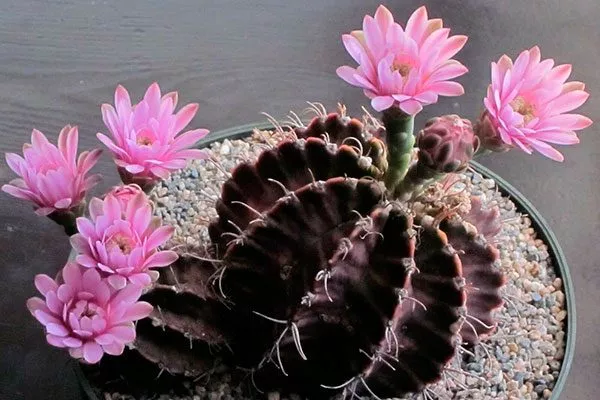 Гимнокалициум Михановича Как правильно обрезать кактусы2