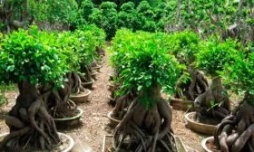 Гинсенг (женьшень) Самые необычные5