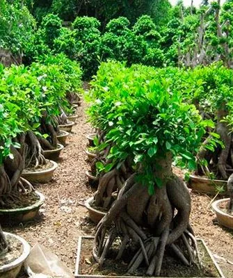 Гинсенг (женьшень) Самые необычные5