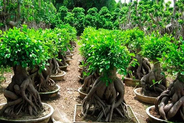 Гинсенг (женьшень) Самые необычные5