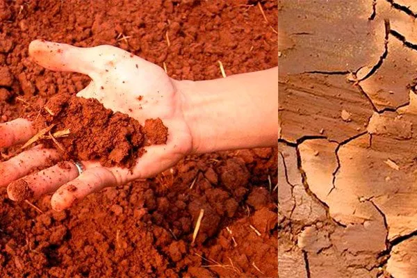 Глинистые почвы почва для земляники3