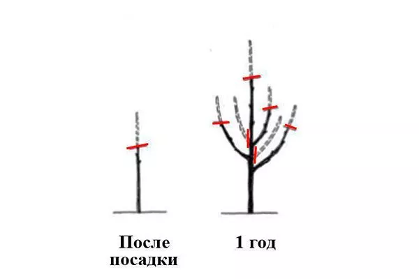 Годовалые саженцы крона яблони9