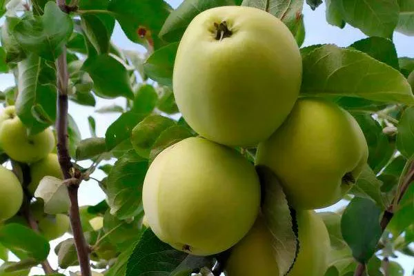 Голден Би органическое садоводство5