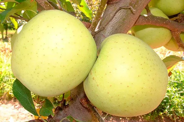 Голден Делишес Посадка яблони14