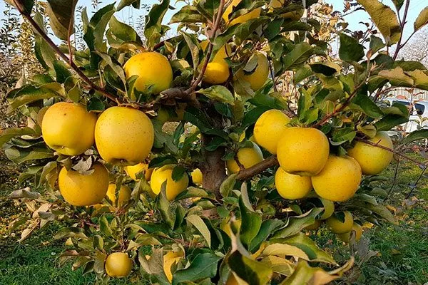 Голден Делишес2 сорта яблони26