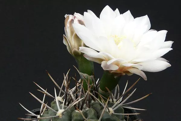 Горбатый (Gibbosum) Мини кактусы14