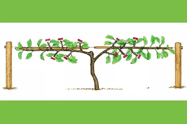 Горизонтальный кордон Яблоня на шпалере8