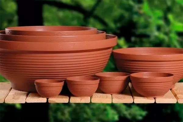 горшки Опунция описание7