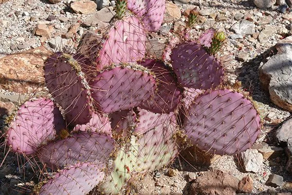 Госселина Опунция описание8