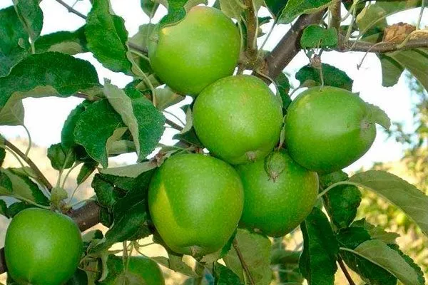 Гренни Смит сорта яблони28