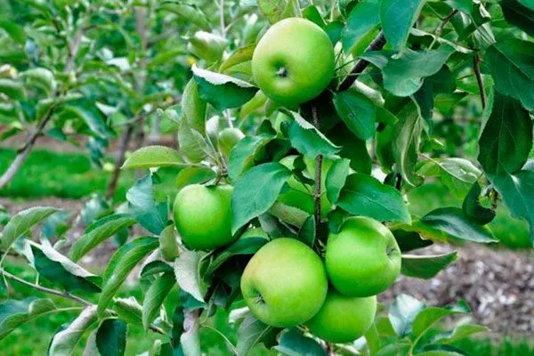 Гренни Смит2 сорта яблони29