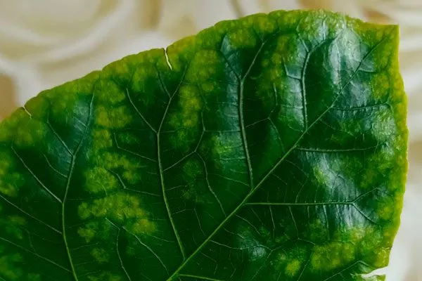 Грибковые болезни