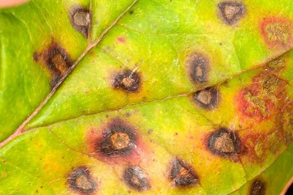 Грибковые инфекции усыхают листья2