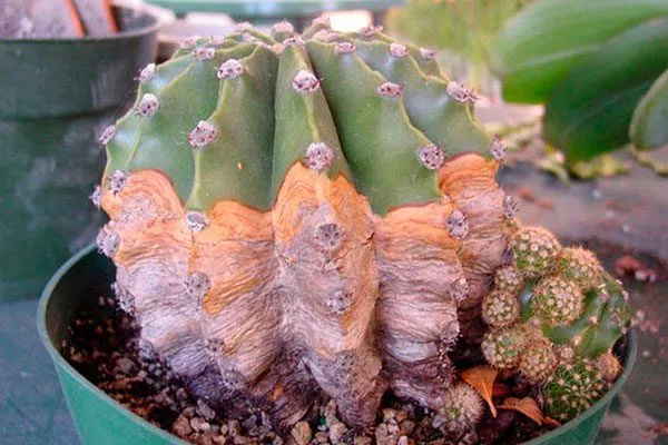 Грибковые заболевания корни кактуса4