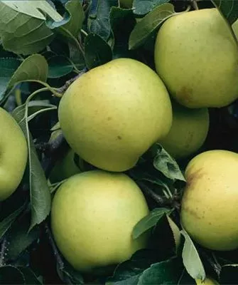 Гринсливз органическое садоводство6