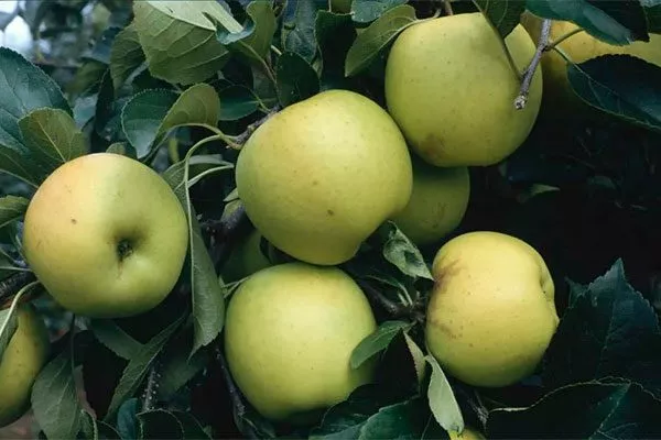 Гринсливз органическое садоводство6