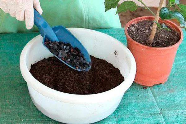 Грунт место посадки гибискуса3