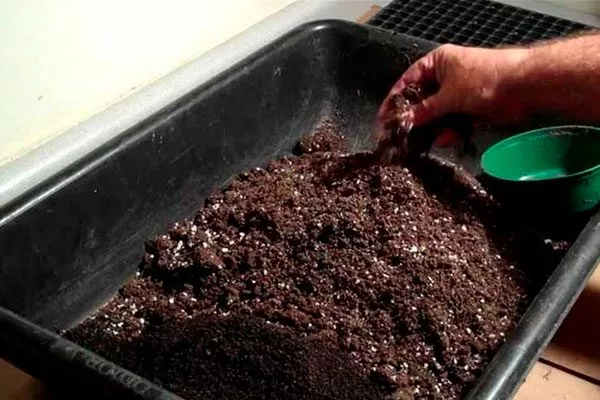 грунт почва для земляники4