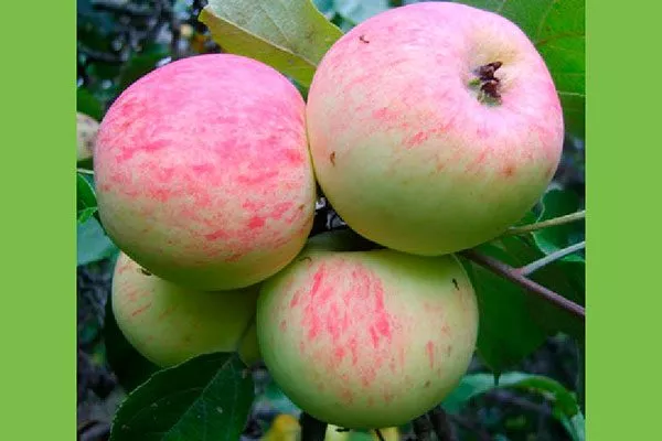 Грушовка московская Опыление яблони4