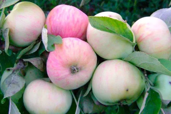 Грушовка московская сорта яблони30