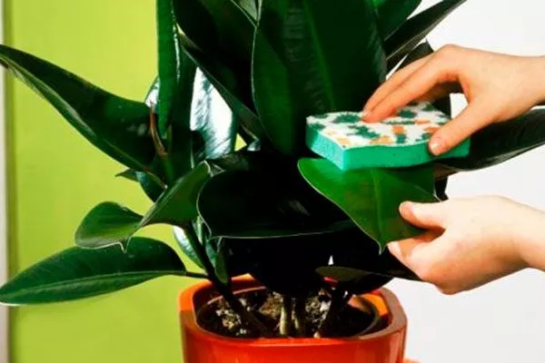 губкой Очистка пыли5