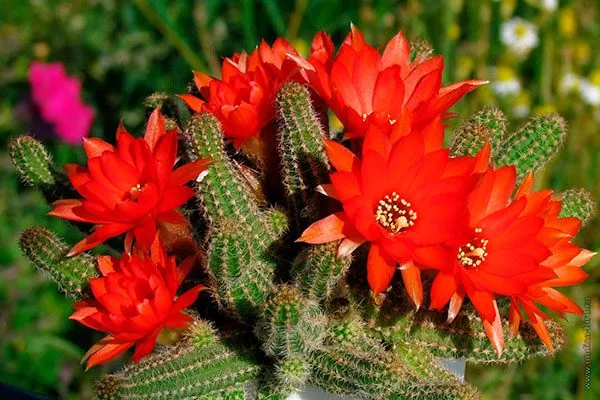 Хамецереус (Chamaecereus) Цветущие сорта кактусов18