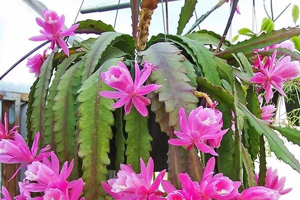 Характеристика эпифитных кактусов Эпифитные кактусы23
