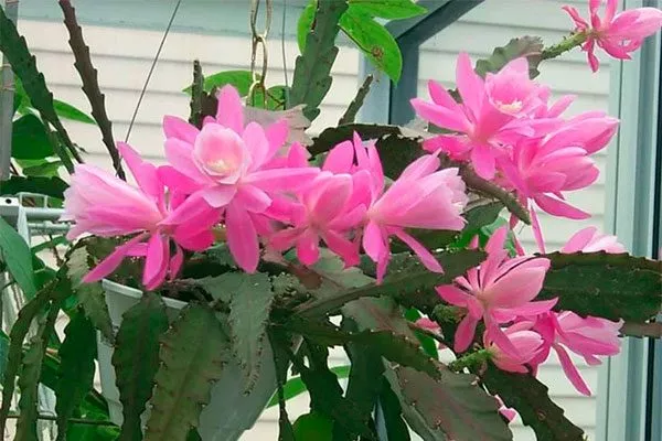 Характеристики Эпифиллум11