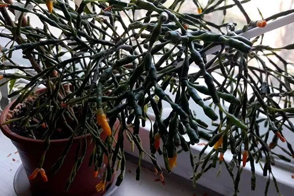 Hatiora Эпифитные кактусы2