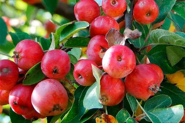 Хелен11а Посадка яблони68