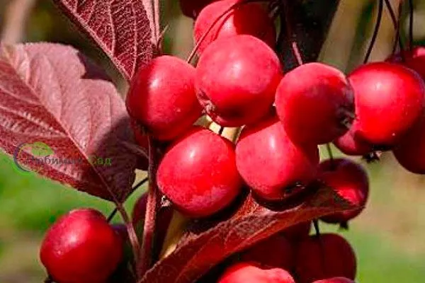 Хелена Посадка яблони69