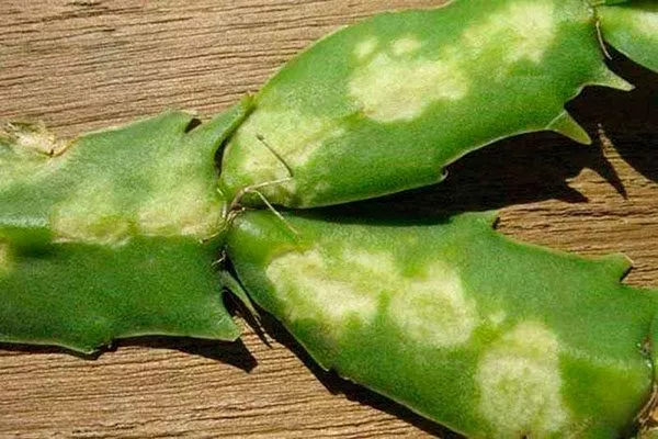 Хлороз и этиоляция (дефицит освещения) Заболевания кактусов28