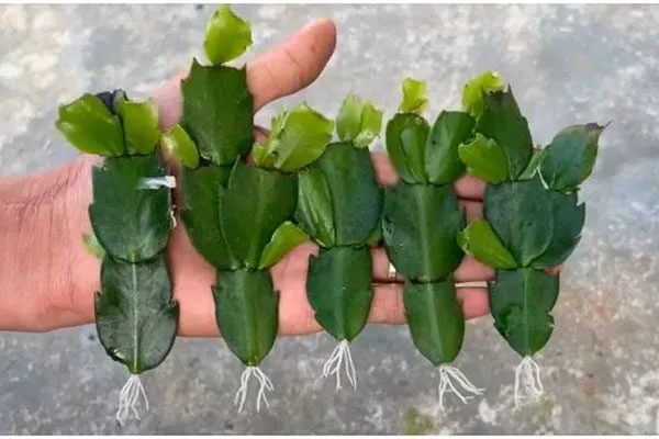 хочется размножить кактус черенкованием