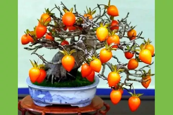 хурма дома комнатная хурма27