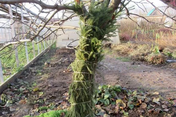 Хвойный лапник Зимовка яблони30