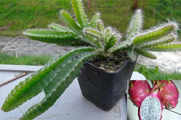 Hylocereus Эпифитные кактусы3