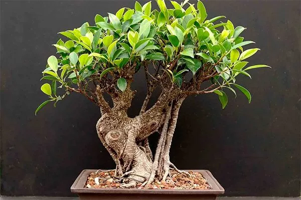 i фикус ретуза2