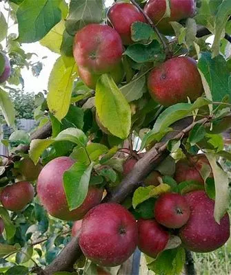 Malus sieversii